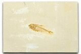 Detailed Fossil Fish (Diplomystus) - Wyoming #331044-1